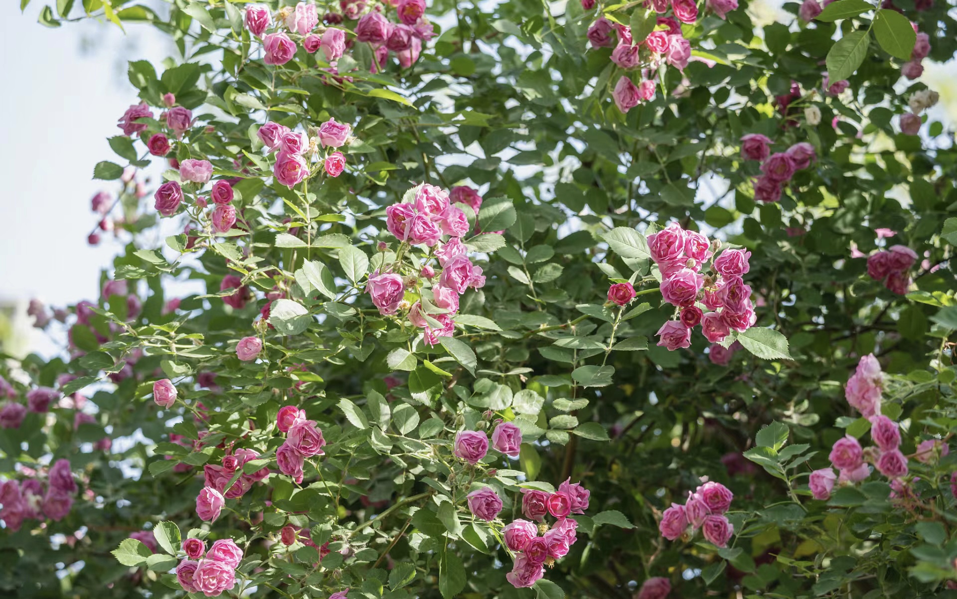 D56B0FC8-ADE8-45E7-B5A2-2BF7111BB1DF.jpeg D56B0FC8-ADE8-45E7-B5A2-2BF7111BB1DF.jpeg