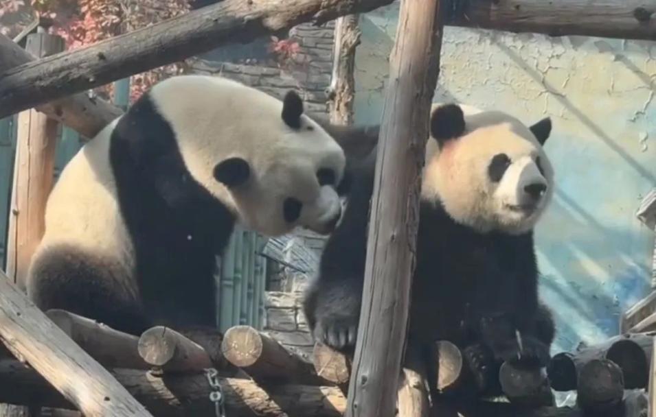 萌兰3.jpg 萌兰3.jpg