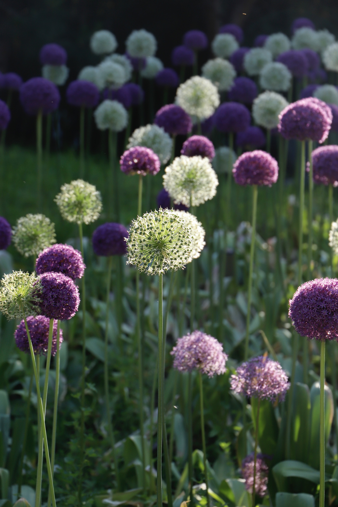 紫竹院.jpg 紫竹院.jpg