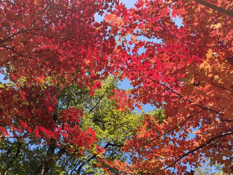 图片14-百望山森林公园.png 图片14-百望山森林公园.png