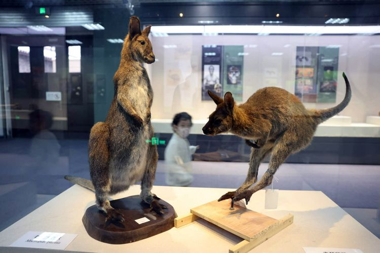 Exhibition on Bipedal Animals Opens at National Natural History Museum ...