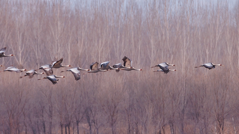 白枕鹤 摄影：宋会强.jpg