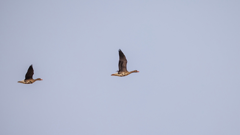 白额雁 摄影：宋会强.jpg