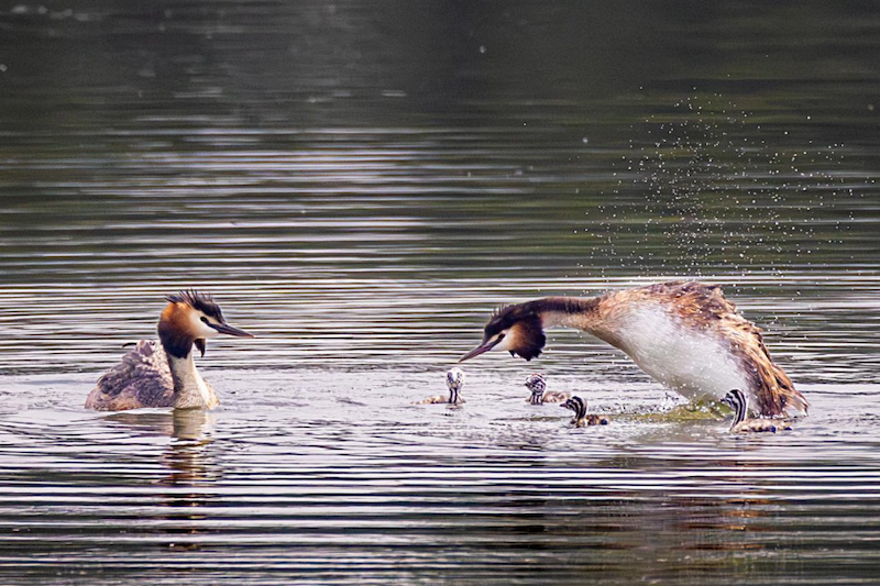 内容 800 2 .png 内容 800 2 .png