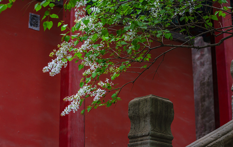 2戒台寺 VCG 原图.jpg