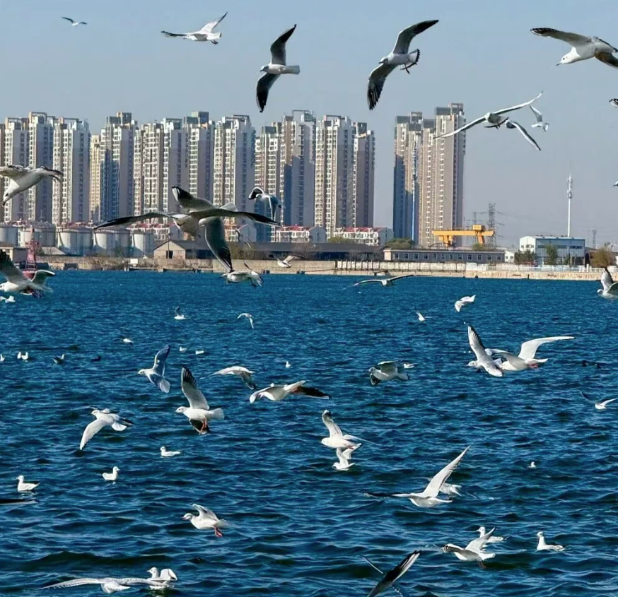 天津1.png 天津1.png