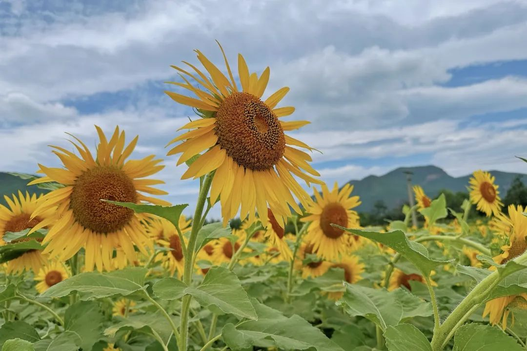 图片6.png 图片6.png