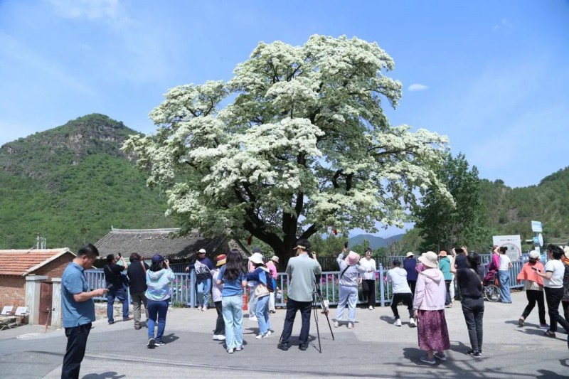 北京日报：苏家峪.jpg