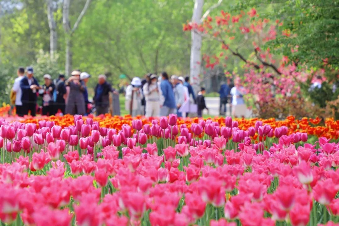 Beijing Tulip Cultural Festival – China (Bonus)