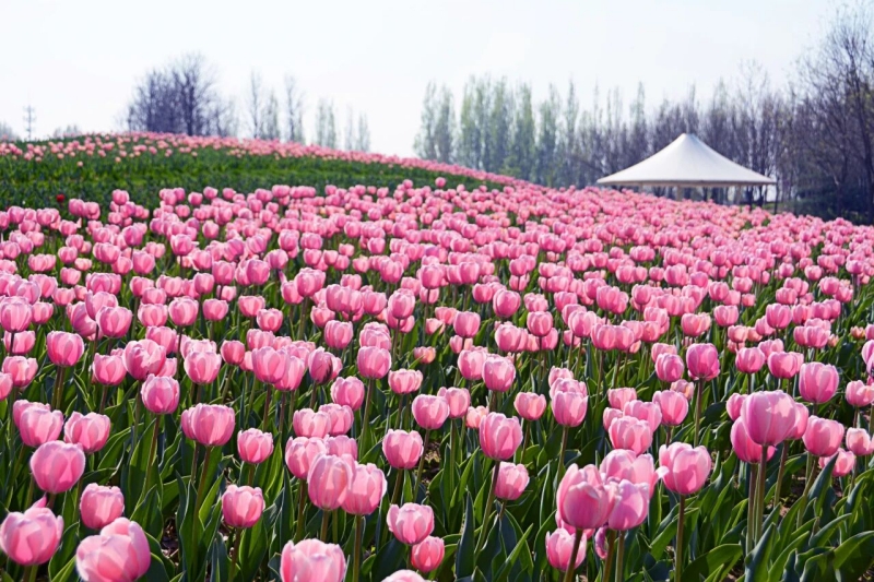 图源北京国际鲜花港 正文1 800.jpg 图源北京国际鲜花港 正文1 800.jpg