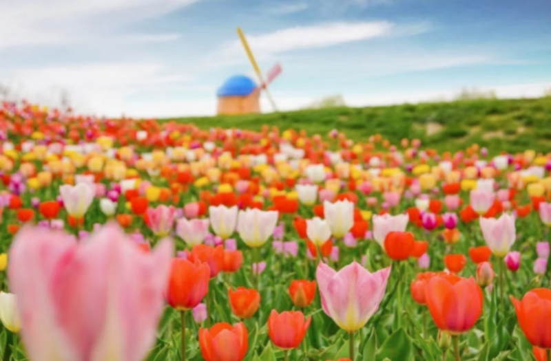 图源 北京国际鲜花港 正文2 800.jpg 图源 北京国际鲜花港 正文2 800.jpg