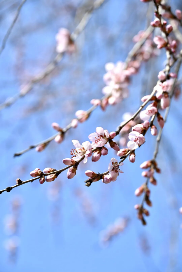 图片1.png 图片1.png